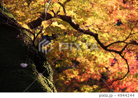 紅葉 4944244