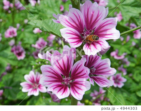 ゼニアオイ（銭葵） 4944303