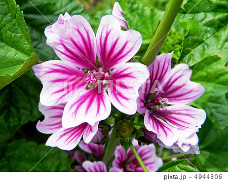 ゼニアオイ（銭葵） 4944306