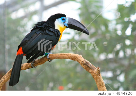 ヒムネオオハシ ヒムネオオハシ 4944320