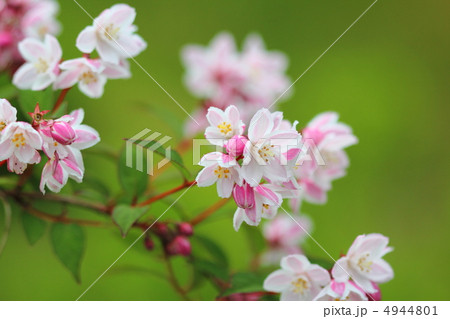 サクラウツギの花 4944801