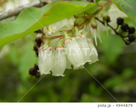 昭和の森の６月の花白い鈴生りのネジキの花 4944879