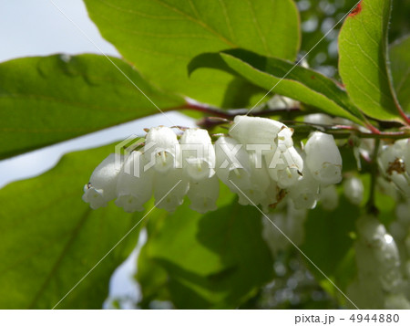 昭和の森の６月の花白い鈴生りのネジキの花 4944880