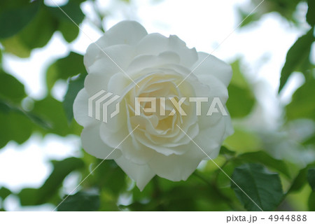 バラの花咲くハイジの村 4944888