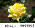 秋月 4944908