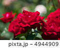 レッドクィーン 4944909