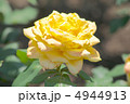 ゴールデンハート 4944913