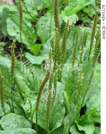 オオバコの花 4945176