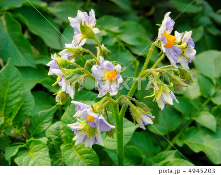 ジャガイモの花 4945203