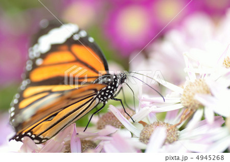 スジグロカバマダラ スジグロカバマダラ 4945268