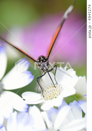蝶の楽園 蝶の楽園 4945274