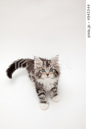耳を立てて警戒する子猫 4945344
