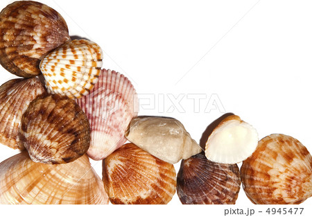 Shells background Shells background 4945477