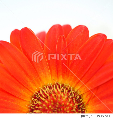 Spring daisie on the white background 4945784