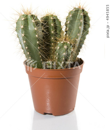 Cactus 4945855