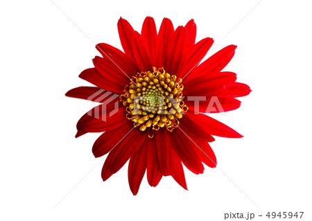 Spring daisie on the white background 4945947