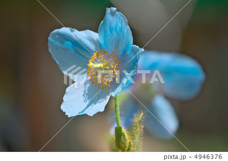 ヒマラヤの青いケシ－日光市上三依水生植物園 4946376