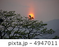 沈む夕日と野鳥 4947011