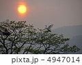 沈む夕日に　留まる鳥 4947014