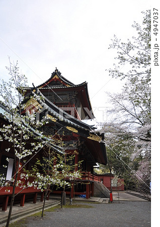 静岡浅間神社 大拝殿と桜 静岡浅間神社 大拝殿と桜 4947037