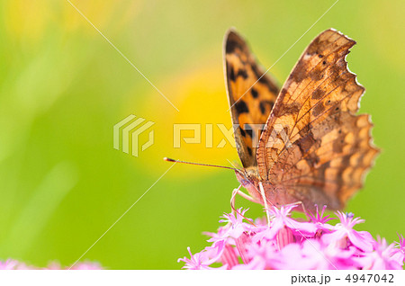 キタテハのマクロ 4947042