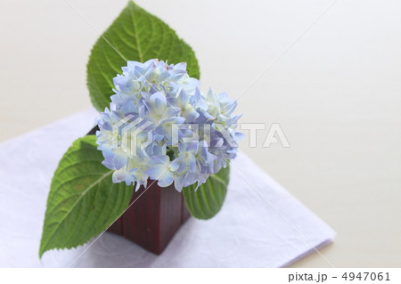 あじさい 4947061