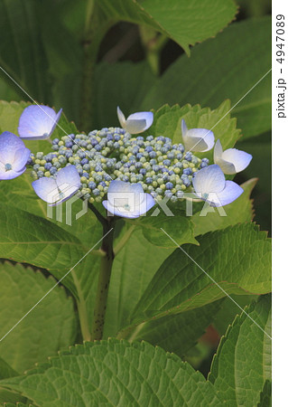 花景色　初夏の庭園　紫陽花 4947089