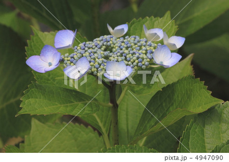 花景色　初夏の庭園　紫陽花 4947090
