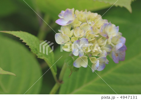 花景色　初夏の庭園　紫陽花 4947131
