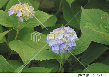 花景色　初夏の庭園　紫陽花 4947133
