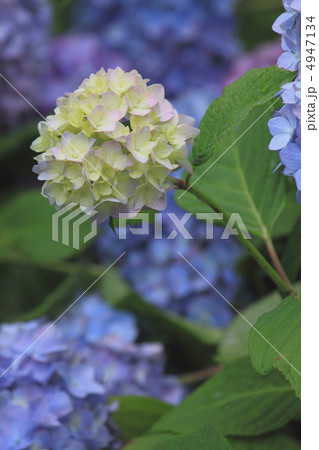 花景色　初夏の庭園　紫陽花 4947134