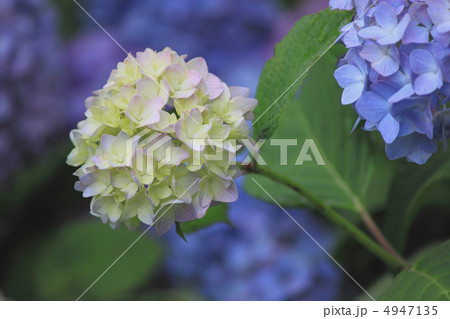 花景色　初夏の庭園　紫陽花 4947135