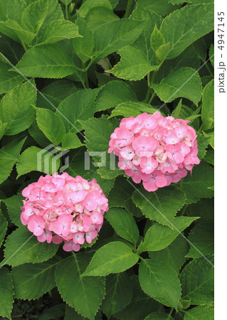 花景色　初夏の庭園　紫陽花 4947145