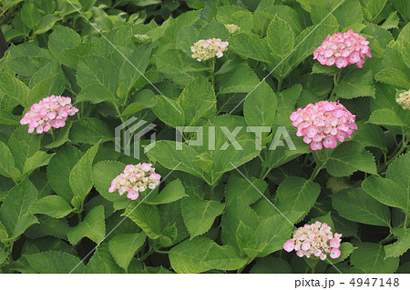 花景色 初夏の庭園 紫陽花 花景色 初夏の庭園 紫陽花 4947148