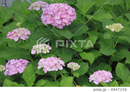 花景色　初夏の庭園　紫陽花 4947150