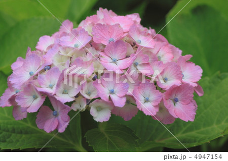 花景色　初夏の庭園　紫陽花 4947154