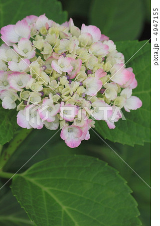 花景色 初夏の庭園 紫陽花 花景色 初夏の庭園 紫陽花 4947155