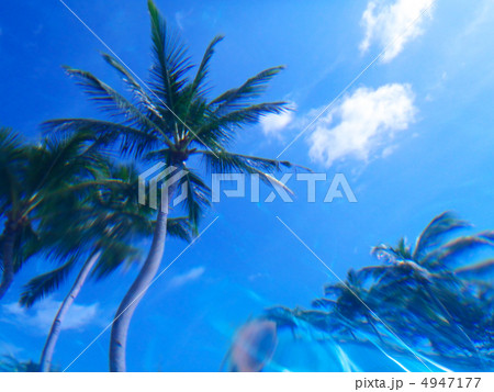 水中から見た椰子の木 水中から見た椰子の木 4947177