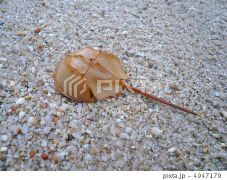 甲蟹 甲蟹 4947179