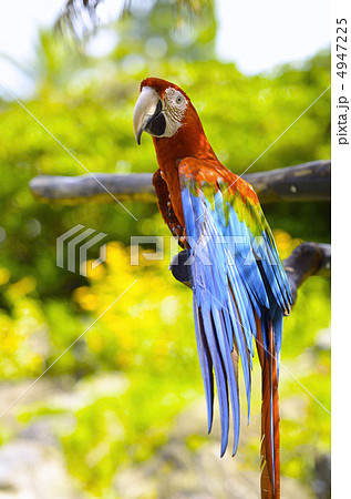 アカコンゴウインコ 4947225