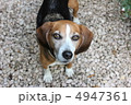 ビーグル 4947361