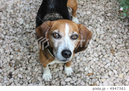 ビーグル ビーグル 4947361