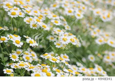 マトリカリア（スノースター） 4948341