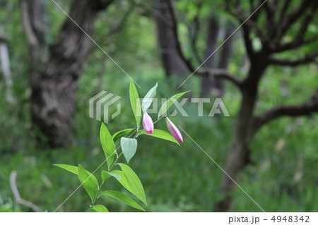 ヒメサユリ（つぼみ）(大阪府河内長野市） 4948342