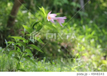 ヒメサユリ（開花）（大阪府河内長野市） 4948343