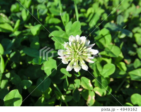 シロツメクサ 4949162