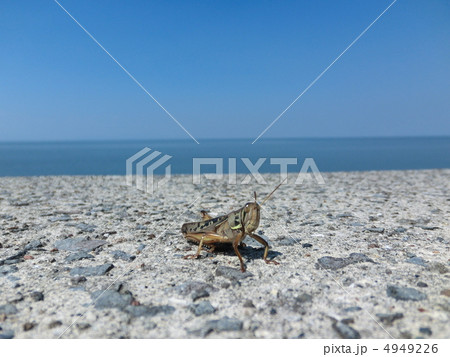 海辺を散歩中のツチイナゴ 海辺を散歩中のツチイナゴ 4949226