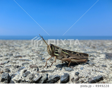 海辺を散歩中のツチイナゴ 4949228