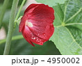 花景色　初夏の庭　立葵 4950002