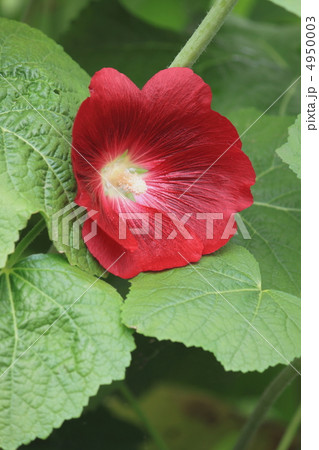 花景色　初夏の庭　立葵 4950003